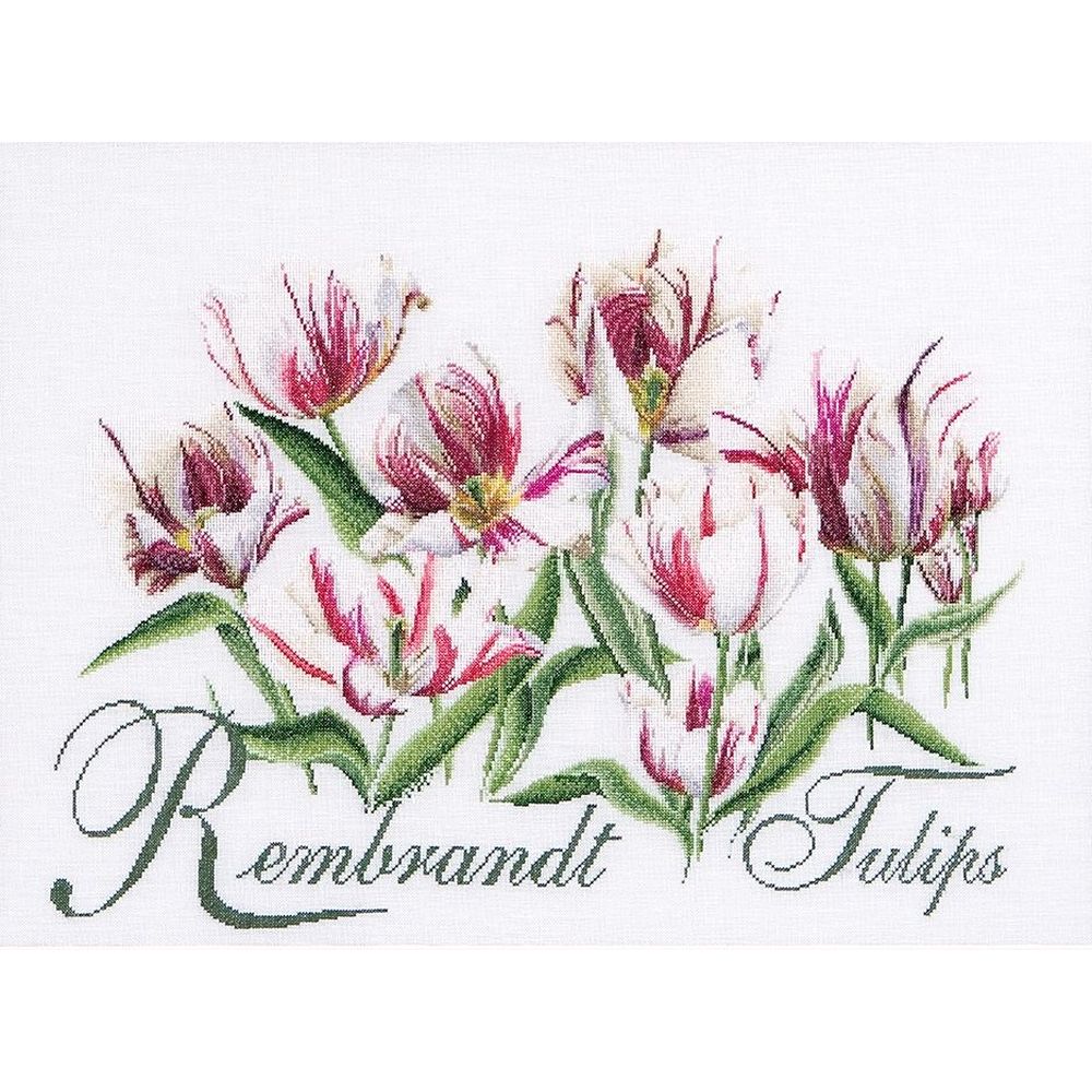 Thea Gouverneur  447 Aida  Rembrandt  Tulipes