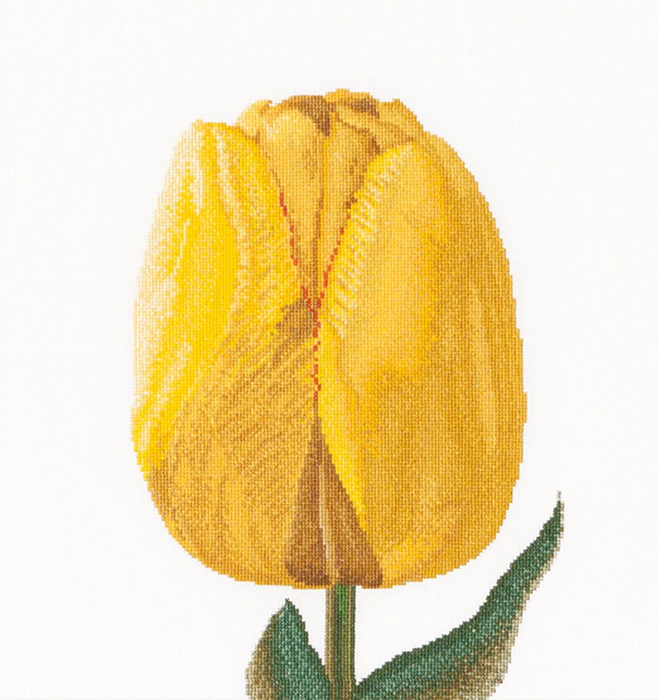 Thea Gouverneur  522A  Tulipe