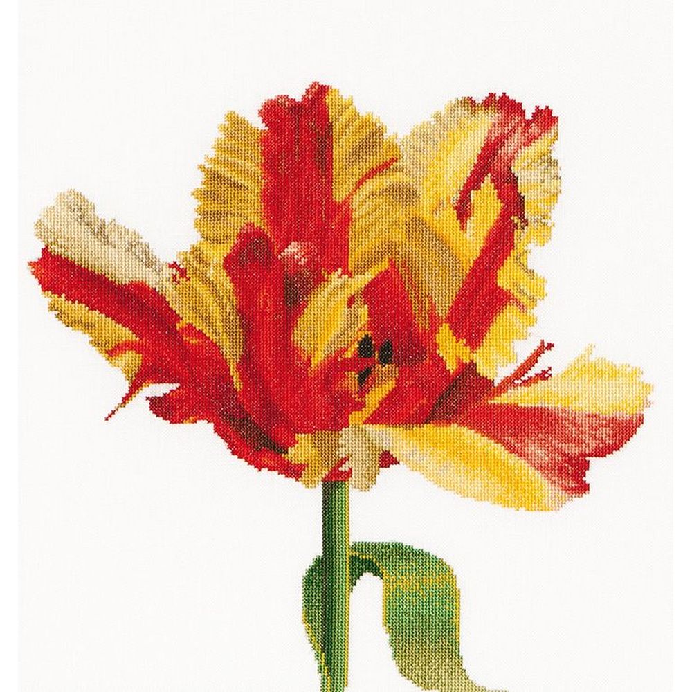 Thea Gouverneur  519 lin  Tulipe Perroquet