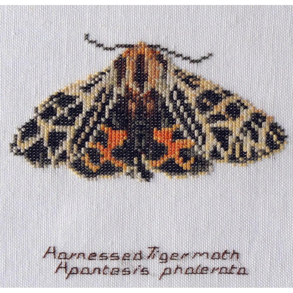 Papillon Tigre  569 lin  Thea Gouverneur