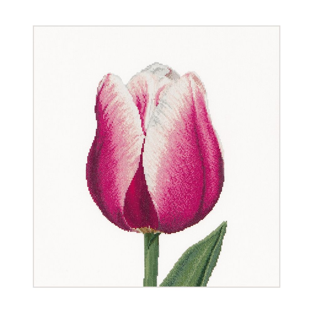 Thea Gouverneur 517  kit point de croix compté Tulipe Triomphe rouge et blanc  1