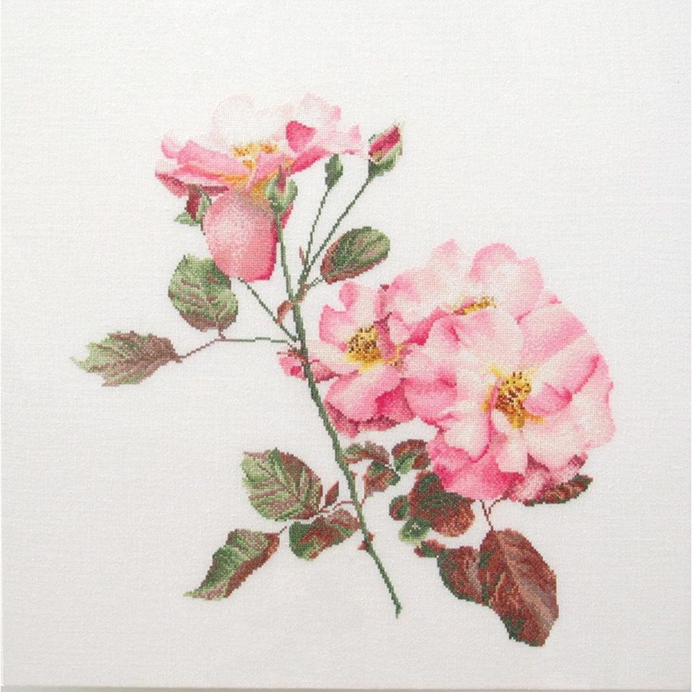 Thea Gouverneur 412  kit point croix  Rosa leersum