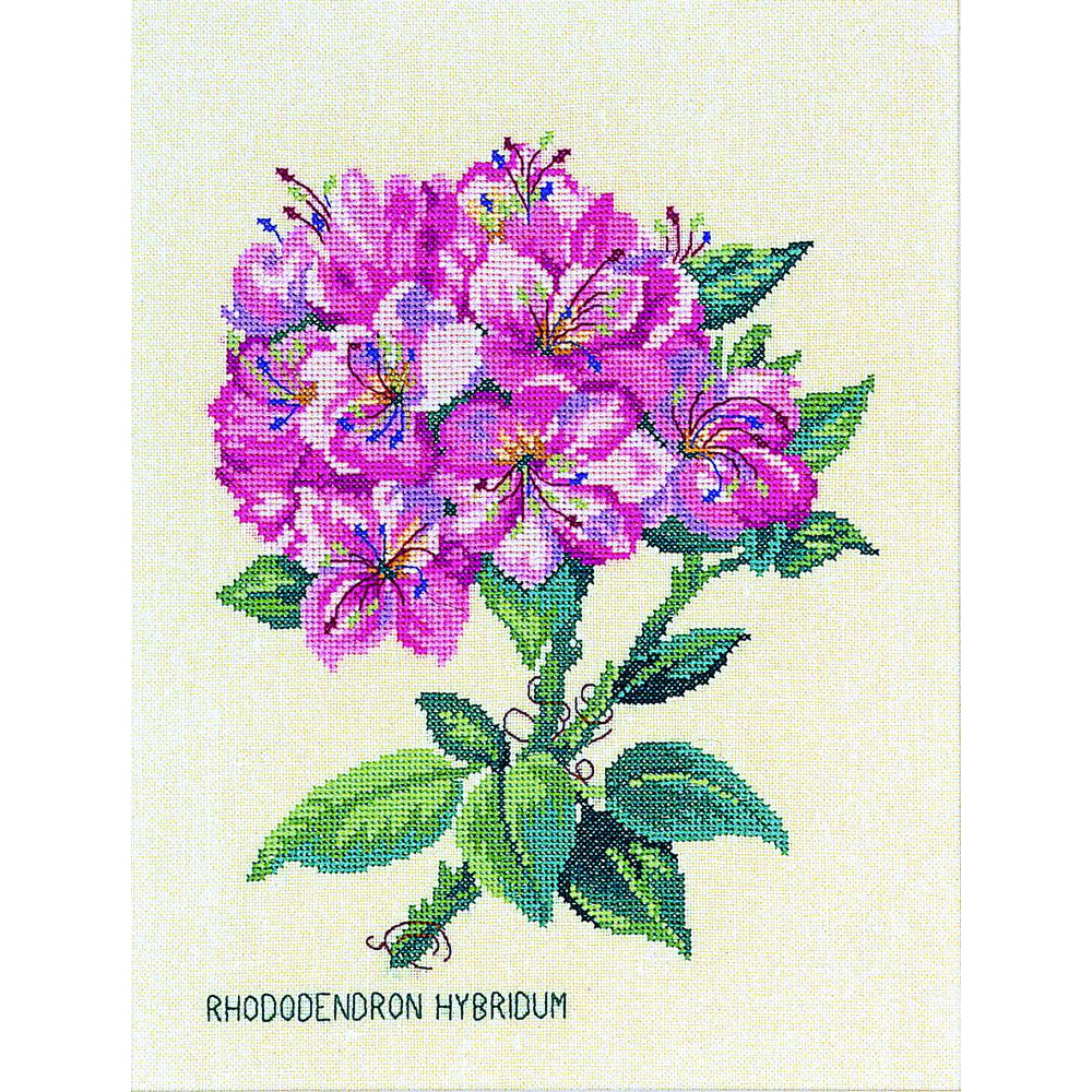 RHODODENDRON ROSE  EVA ROSENSTAND  12-895