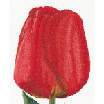 Thea Gouverneur 521  kit point de croix compté  Tulipe rouge  La Brodeuse  1