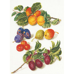 Thea Gouverneur 3062  kit point de croix compté  Pêches et prunes