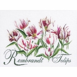 Thea Gouverneur 447  kit point de croix compté  Rembrandt Tulipes  1