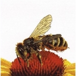 Thea Gouverneur 585  kit point croix  abeille sur échinacée jaune  2