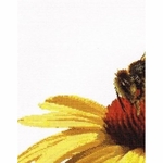 Thea Gouverneur 585  kit point croix  abeille sur échinacée jaune  4