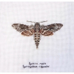 Thea Gouverneur 564  kit point de croix  Papillon Sphins