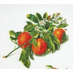 Thea Gouverneur 3061  kit point croix  Orange et Mandarine  3