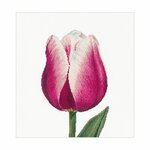 Thea Gouverneur 517  kit point de croix compté Tulipe Triomphe rouge et blanc  1