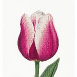 Thea Gouverneur 517  kit point de croix compté Tulipe Triomphe rouge et blanc