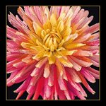 Thea Gouverneur 441-05  kit point croix compté  Dahlia