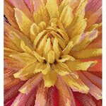 Thea Gouverneur 441-05  kit point croix compté  Dahlia  2