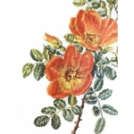 Thea Gouverneur 2028  kit point croix  Rose Chazal  1