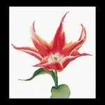 Thea Gouverneur 524  kit point croix compté  Tulipe lys  2