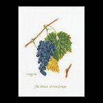 Thea Gouverneur 2086  kit point de croix  Raisin  1