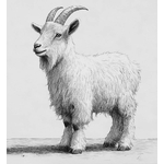 chévre angora