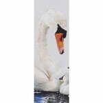 Thea Gouverneur 606  kit point croix compté  Cygne   3