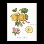 Thea Gouverneur 2057  kit point croix  Pomme Keswick  4