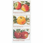 Thea Gouverneur 2082  kit point de croix compté  variété de pommes  1