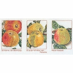 Thea Gouverneur 2082  kit point de croix compté  variété de pommes  3