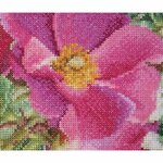 Thea Gouverneur 426  kit point de croix compté  Rosa Moyesii  2