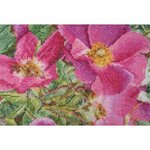 Thea Gouverneur 426  kit point de croix compté  Rosa Moyesii