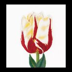 Thea Gouverneur 516  Tulipe  kit point croix