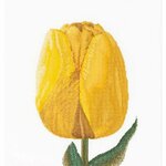 Thea Gouverneur 522  Kit point de croix  Tulipe jaune