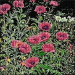 Thea Gouverneur 2061-05  kit point croix  coquelicots rose