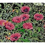 Thea Gouverneur 2061-05  kit point croix  coquelicots rose  1