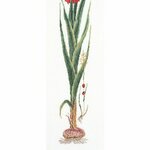 Thea Gouverneur 3073  kit de broderie  Glaïeul