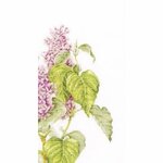 Thea Gouverneur 588  kit de broderie point de croix  Lilas
