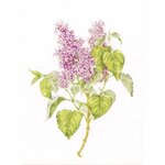 Thea Gouverneur 588  kit point croix  Lilas
