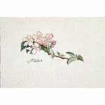Thea Gouverneur 1048 kit point croix  Fleurs de pommier