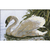 Riolis 417 - kit point de croix compté - cygne blanc