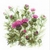 Riolis 1852 - kit point de croix compté - Bouquet de fleurs de chardon