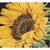 Thea Gouverneur 488  kit point de croix compté  Tournesol  1