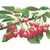 Thea Gouverneur 3014  kit point croix  Branche de cerise