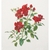 Thea Gouverneur 411  kit point croix  Rose rouge