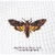Thea Gouverneur 563  kit point de croix  papillon de nuit