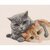 Dutch Stitch Brothers DSB026  kit point croix  chats