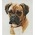 Thea Gouverneur 933  kit point croix  chien Boxer