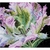 Thea Gouverneur 494  kit point de croix compté  Tulipe Perroquet