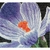 Thea Gouverneur 487  kit point de croix compté  Crocus