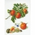 Thea Gouverneur 3061  kit point croix  Orange et Mandarine