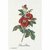 thea-gouverneur-2029-kit-point-de-croix-rose-van-spaendonck