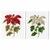 Thea Gouverneur 604  kit point croix compté  Poinsettia