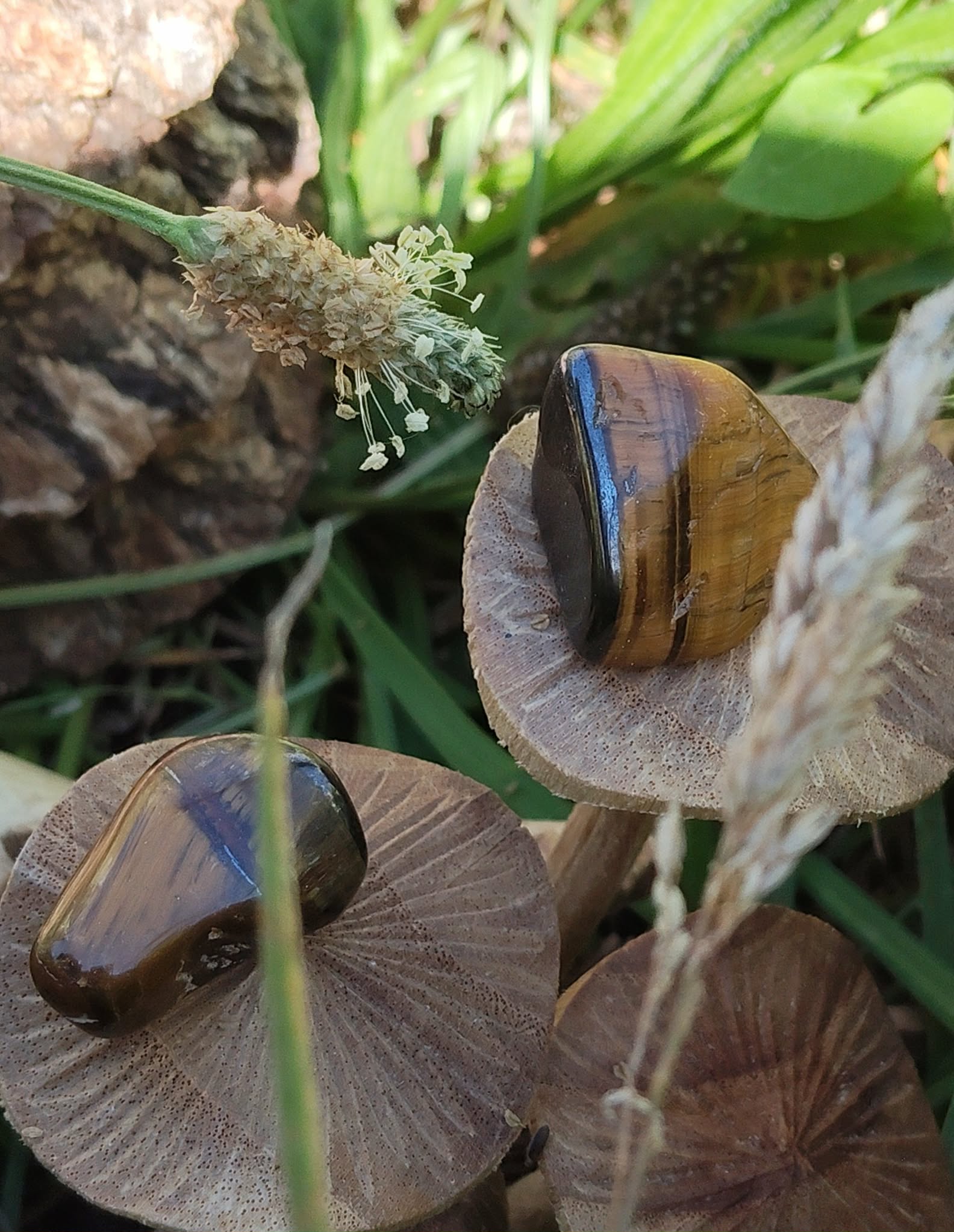 Deux pierres roulées œil de tigre aux reflets bruns et dorés mises en scène parmi des éléments naturels, pierres naturelles associées à la protection douce, à l’ancrage et à la tenue intérieure.